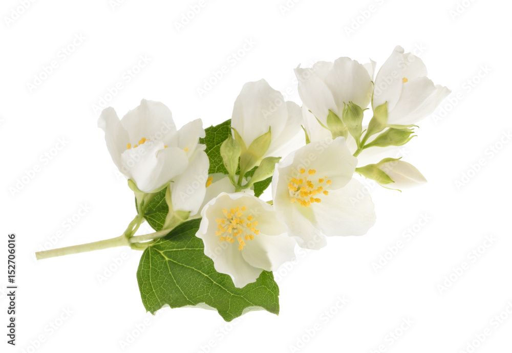 Fototapeta premium jasmine isolated on white without shadow