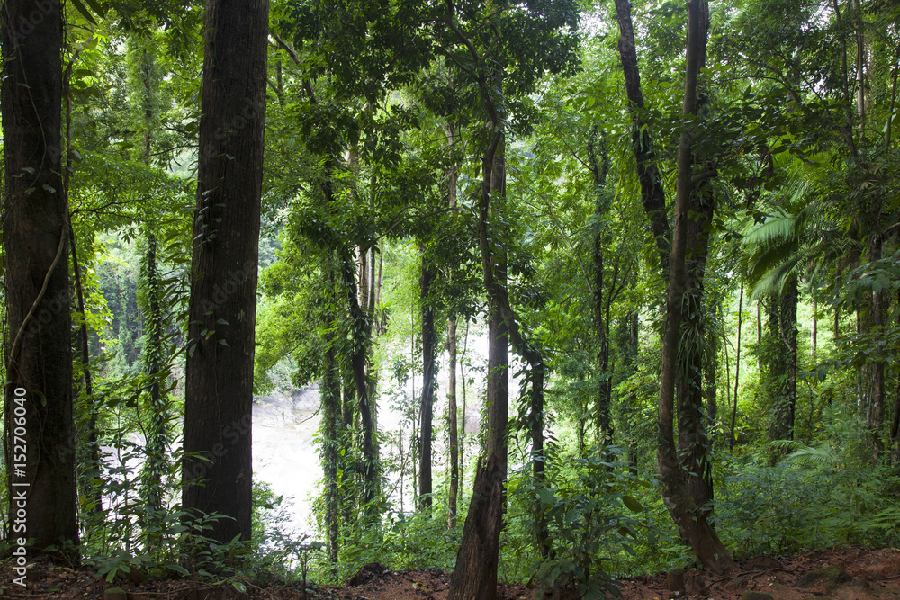 Fototapeta premium Evergreen jungle forest after rain.