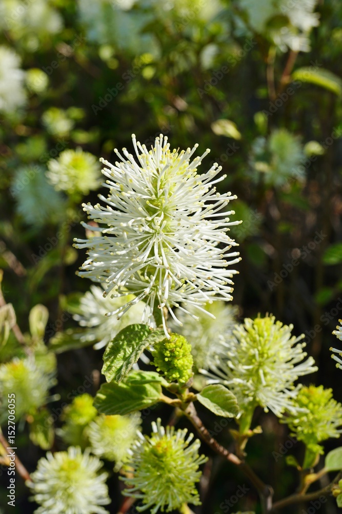 White brush flowers of Witch alder (Fothergilla Gardenii) shrub White brush flowers of Witch alder (Fothergilla Gardenii) shrub