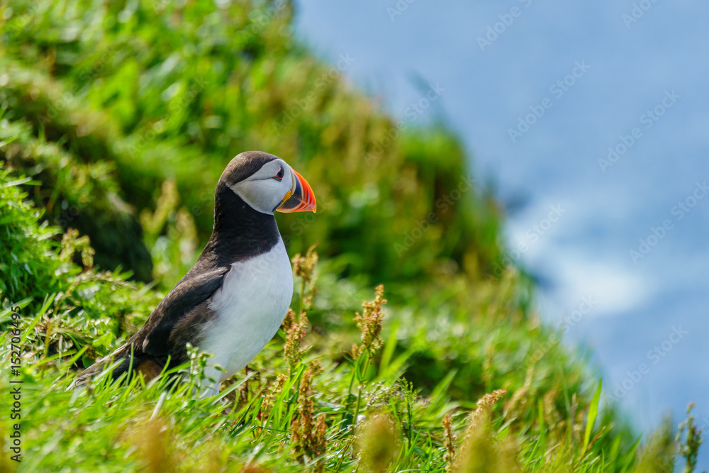 Obraz premium Puffins of Faroe Islands
