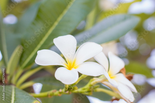 Selective white Plumeria on tree. Close-up of a flower selective focus blurred.