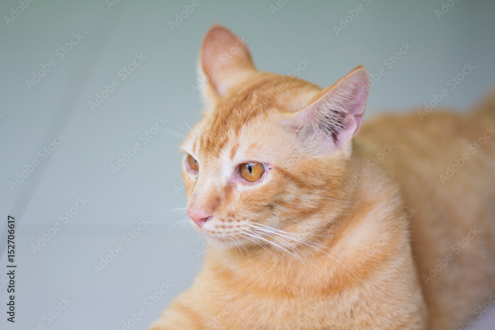 Abstract Siam cat sit on cement floor. Yellow cat sit on white floor.