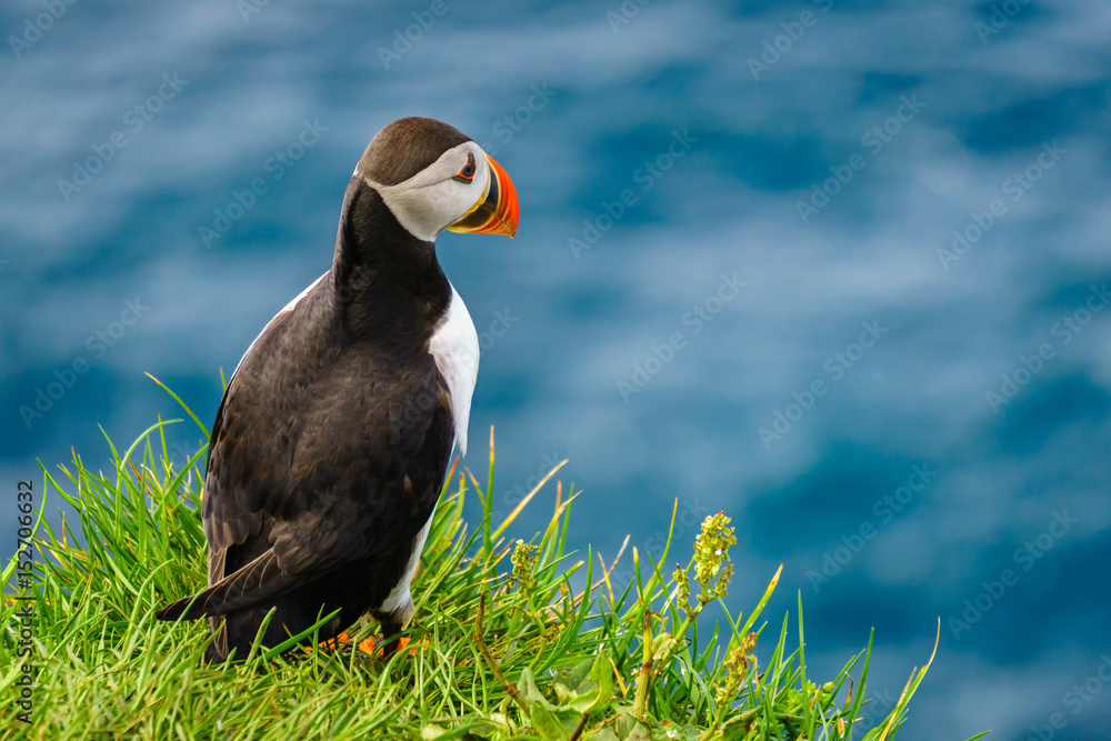 Fototapeta premium Puffins of Faroe Islands