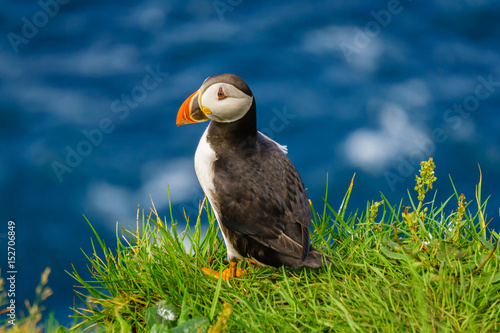 Puffins of Faroe Islands