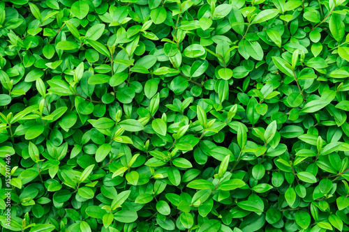 Green foliage background, leaf texture, bush, bright vibrant colors, seamless backdrop template, summer, spring photo