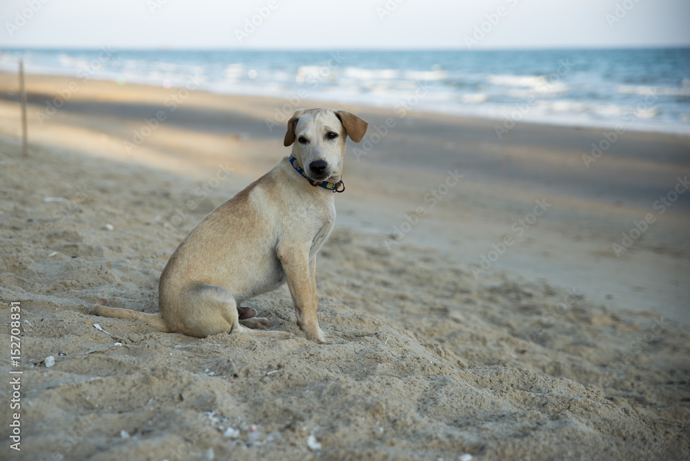 Thai dog sitting on beach.