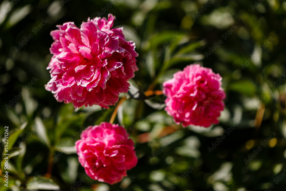 Paeonia cultivated in a garden Paeonia cultivated in a garden