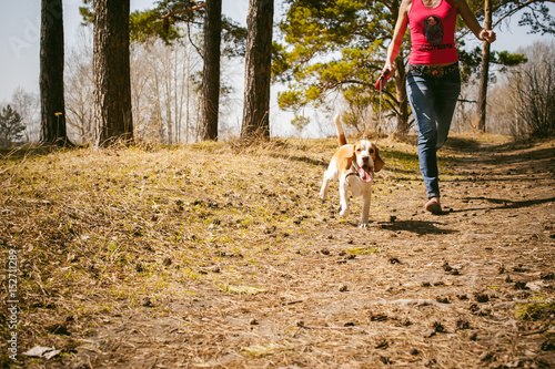 Young pet dog breeds beagle walking in the park outdoors. The girl carefully walks the puppy on a leash, plays and teaches, runs around with him