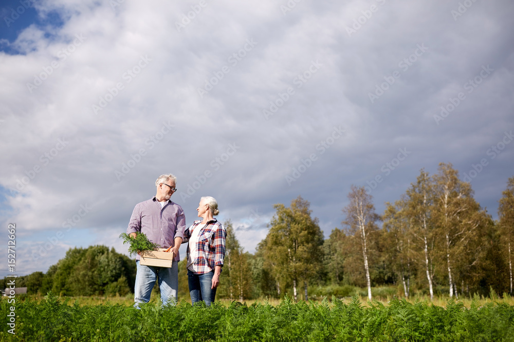 senior couple with box picking carrots on farm