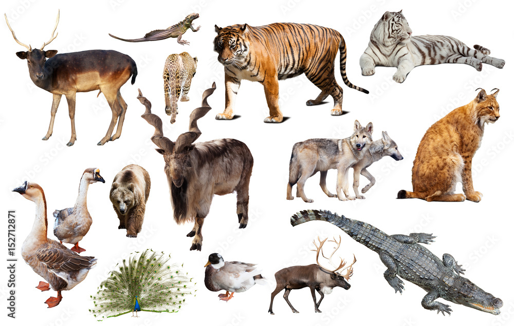 Obraz premium animal collection asia
