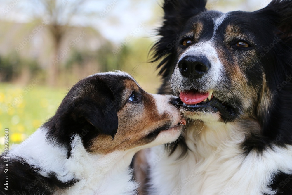 kleiner border collie welpe küsst seine mutter im garten kleiner border collie welpe küsst seine mutter im garten