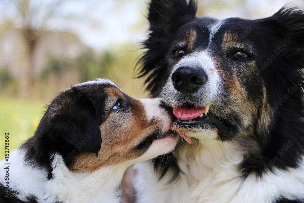 kleiner border collie welpe küsst seine mutter im garten kleiner border collie welpe küsst seine mutter im garten