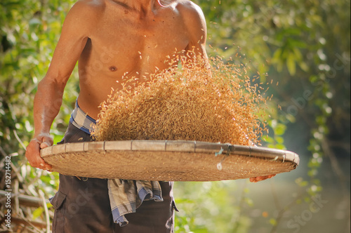 Local Farmer winnowing and clean brown husk rice by use traditional bamboo basket photo