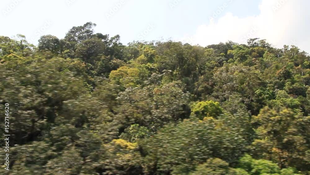 Tropical forest viewed from above
Tropical forest viewed from above