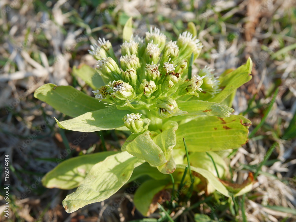 Freshly coming green butterbur sprout telling spring is coming in Hokkaido, Japan Freshly coming green butterbur sprout telling spring is coming in Hokkaido, Japan