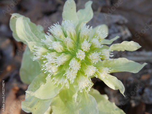 Freshly coming green butterbur sprout telling spring is coming in Hokkaido, Japan