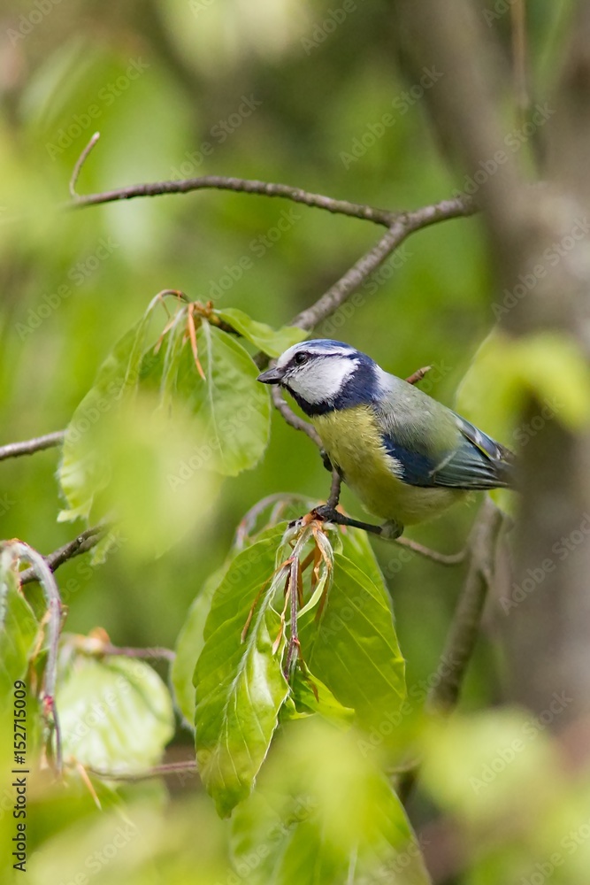 Obraz premium Gentiana