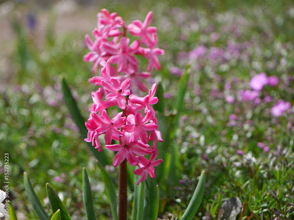 Fototapeta premium Vivid pink hyacinth flowers freshly blooming in Spring