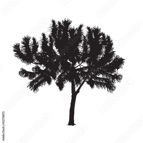Silhouette of the southern pine on a white background