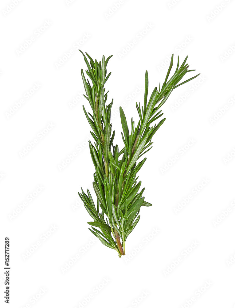 Fototapeta premium Rozmaryn na białym tle