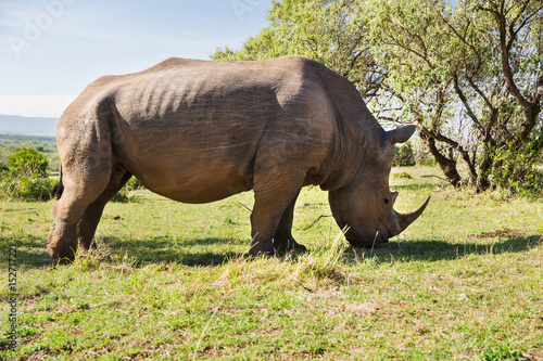 rhino grazing in savannah at africa