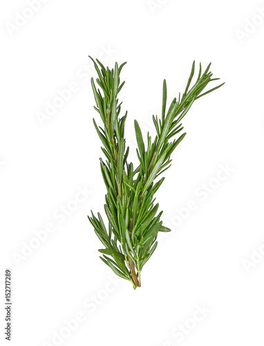 Rosemary isolated on white background