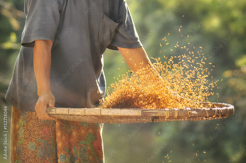 Local farmer winnowing and clean brown husk rice by use traditional