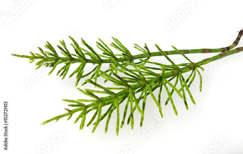 Картината върху платно Ackerschachtelhalm; Equisetum; arvense