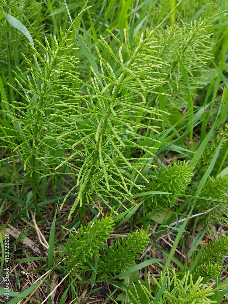 Ackerschachtelhalm; Equisetum; arvense Ackerschachtelhalm; Equisetum; arvense
