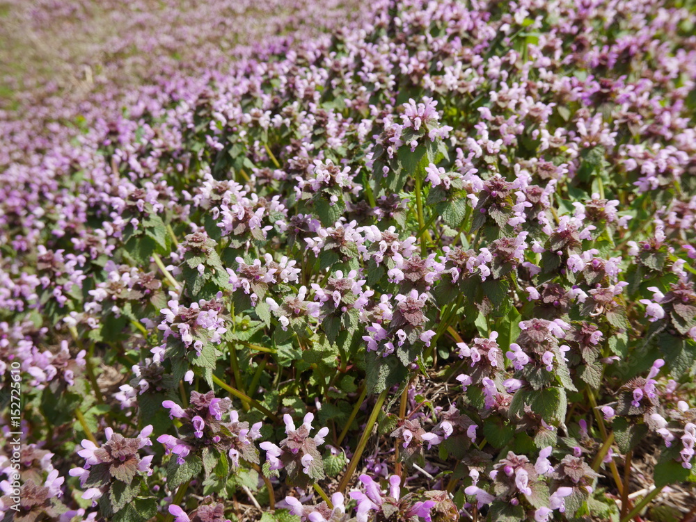 Naklejka premium Cute pink tiny henbit flowers blooming in a wild field