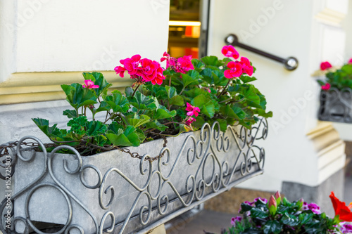 Potted red geranium flowers at restaurant entrance of european city, cityscape, architectural details, summertime