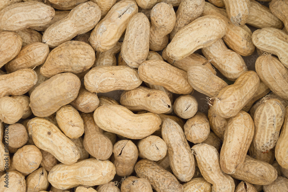 Raw peanuts in shells