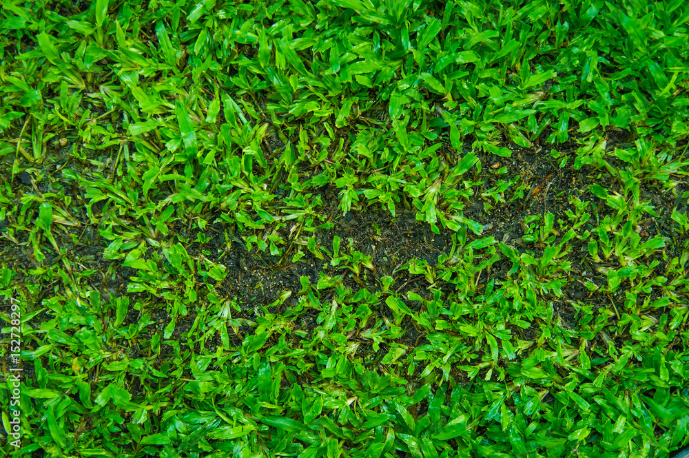 Pests and disease cause amount of damage to green lawns, lawn in bad condition and need maintaining Pests and disease cause amount of damage to green lawns, lawn in bad condition and need maintaining