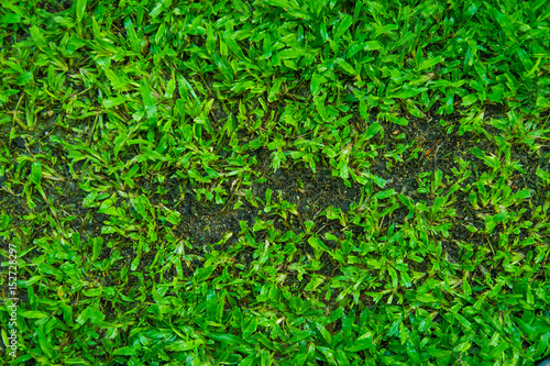 Pests and disease cause amount of damage to green lawns, lawn in bad condition and need maintaining