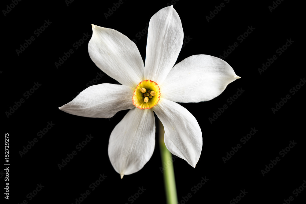 Wild Narcissus Stellaris. Wild flower isolated on black background.
Wild Narcissus Stellaris. Wild flower isolated on black background.