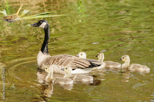 Canada goose and goslings