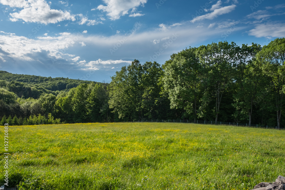 Meadow with yellow flowers on the edge of the forest with deep blue sky above