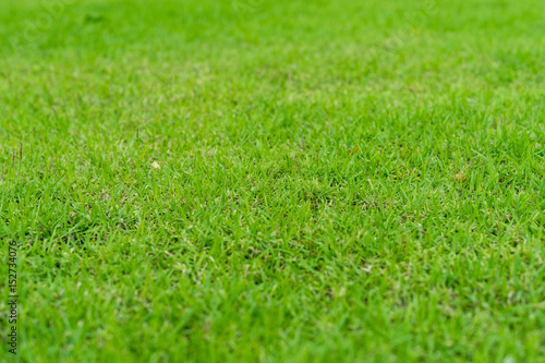 Wallpaper Mural Fresh green grass Torontodigital.ca