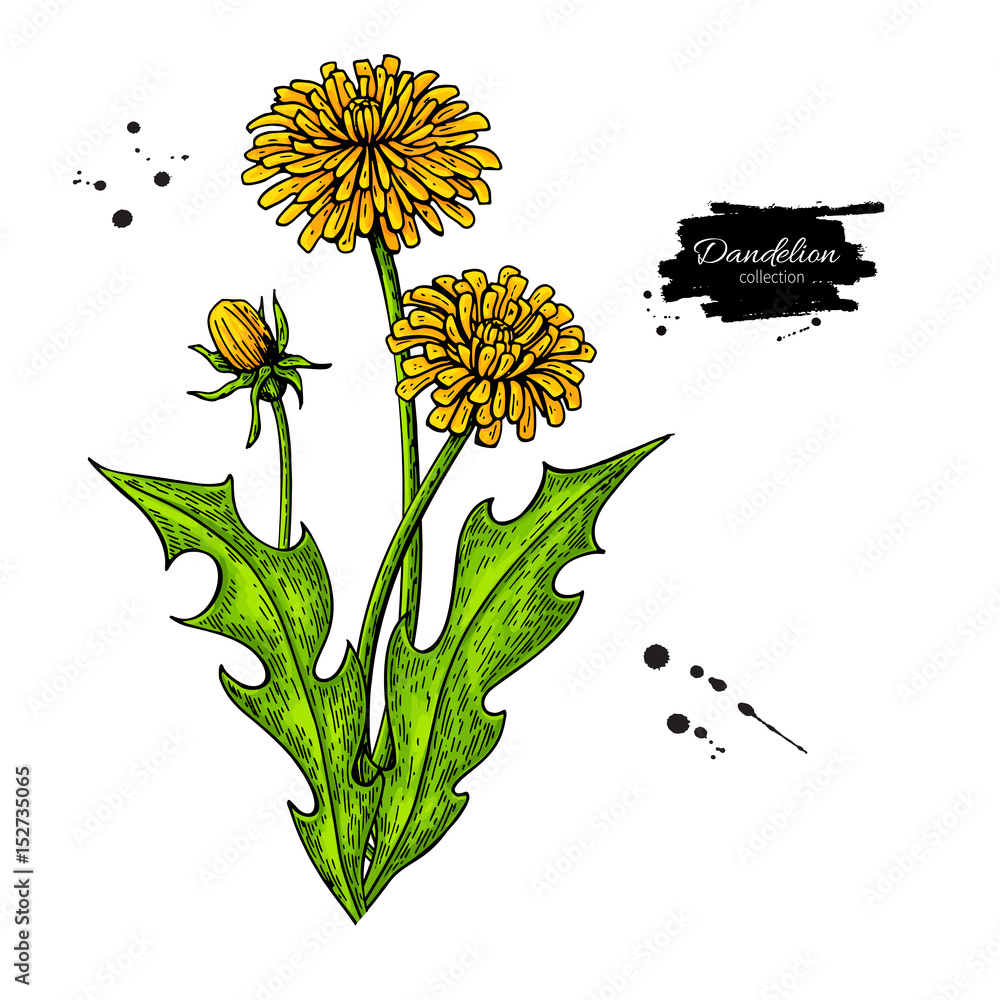 Fototapeta premium Dandelion flower vector drawing set. Isolated wild plant and leaves.