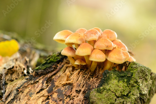 Pilze