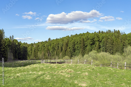 Green meadow on the edge of a coniferous forest