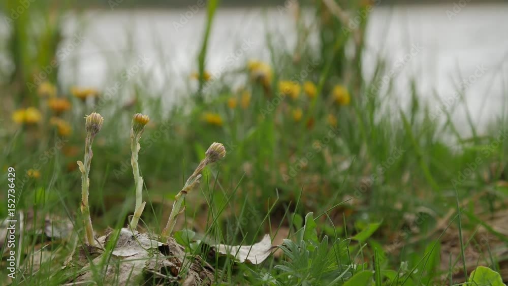 Yellows flowers coltsfoot grows and blossom with the arrival of the first spring heat. Natural background Yellows flowers coltsfoot grows and blossom with the arrival of the first spring heat. Natural background