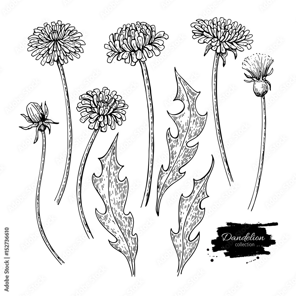 Obraz premium Zestaw do rysowania wektor kwiat mniszka lekarskiego. Odosobniona dzika roślina i liście. Ziołowy grawerowany