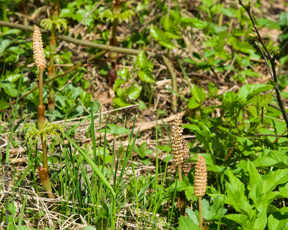 Field or common horsetail, Equisetum arvense, macro with bokeh background, selective focus, shallow DOF Field or common horsetail, Equisetum arvense, macro with bokeh background, selective focus, shallow DOF
