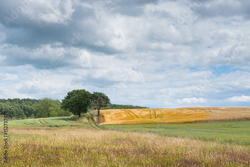 Feld und Wiese