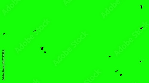 A flock of birds flies