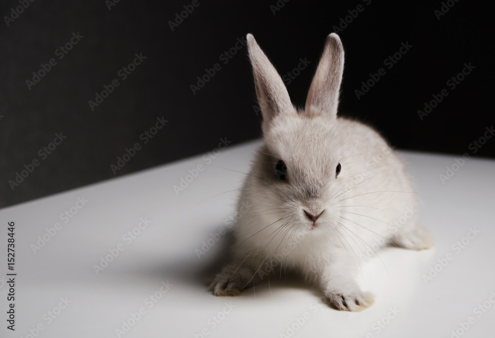 Little rabbit Little rabbit