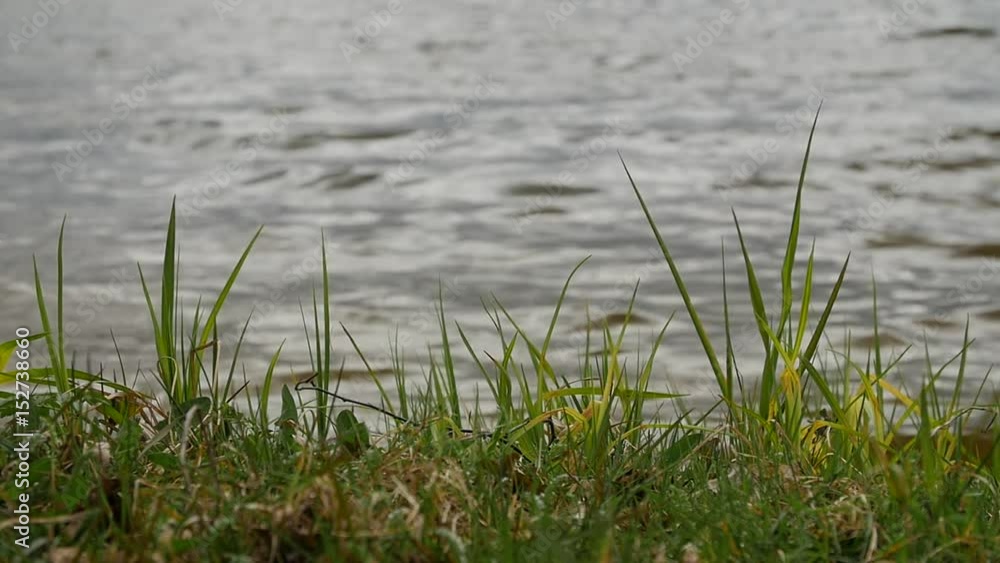 Lake shore with sweet grass and other plants swinging in the wind against the lake water on summer day Lake shore with sweet grass and other plants swinging in the wind against the lake water on summer day
