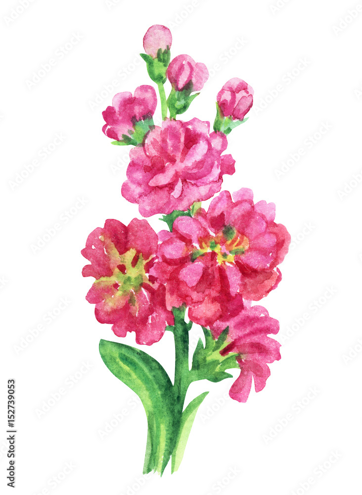 Pink gillyflower, watercolor painting on white background.
