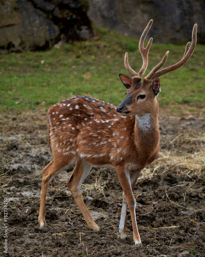 Fototapeta premium bambi